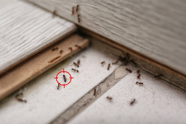 Best Pest Control for Restaurants  in Fountain Green, UT