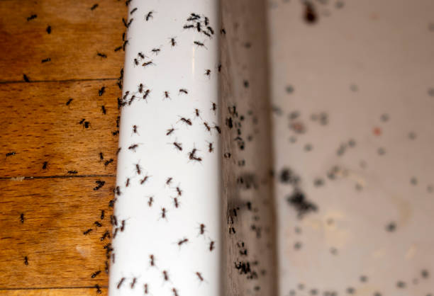 Best Emergency Pest Control  in Fountain Green, UT