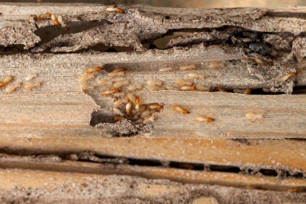 Fountain Green, UT Pest Control Company